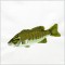 Bass
