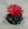 BFC0143 Flowering Cactus