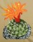 BFC0143 Flowering Cactus