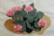 BFC0143 Flowering Cactus