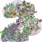 BFC2054 Delight's Garden Fantasy Dragon Designs