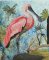 BFC2163 The Spoonbill