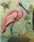 BFC2163 The Spoonbill