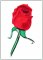 Red Rose Bud