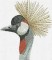 BFC1029 Large Gray Crowned Gray Crane
