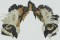 BFC1131 Large Amur Tiger-The Patriarch