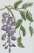BFC1164 Wisteria Handbag
