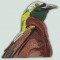 BFC1235 Large Greater Bird of Paradise