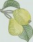 BFC1350 Botanical Fruit Woodcuts Quilt Blocks