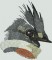 BFC1378 Large Kingfisher