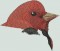 BFC1389 Colorful Birds of the US