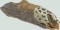 BFC1491 Endangered Species Series - Hawksbill Turtle