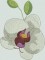 BFC1507 Tropical Birds and Flowers
