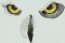 BFC1564 Four Black and White Owl Portraits