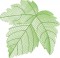 BFC1588 Backgrounds - Summer Leaves