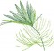 BFC1592 Backgrounds - Jungle Leaves