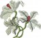 BFC1620 Ernst Haeckel's Orchids