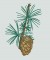 BFC0182  Winter Greenery