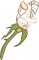 BFC1988 White Satin Roses