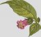 BFC1989 Wildflower Quilt Blocks