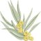 BFC2077 Flowers of Australia