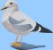 BFC2159 The Seagulls - Part 3