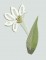BFC0216 Flora Exotica