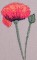 BFC0237 Poppies