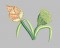 BFC0288 Lace Bowl and Doily Lotus Flowers