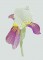 BFC0289 Lace Sculpture - Iris