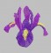 BFC0294 Watercolor Iris