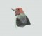 BFC0307 Small Birds
