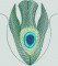 BFC0462 Peacock Feathers