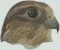 BFC0481 Falcons