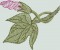 BFC0486 Morning Glory Medley