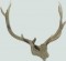 BFC0517 Deer