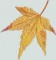BFC0520 Window - Autumn Fantasy