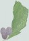 BFC0544 Window - Grapes