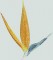 BFC0554 Bird of Paradise