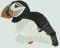 BFC0563 Puffins