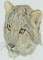 BFC0564 Window-Snow Leopard