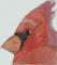 BFC0590 Window-A Cardinal
