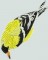 BFC0593 Window - Sunflowers and Finches