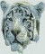 BFC0596 Window-A White Tiger