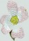 BFC0622 Shoulder Drapes - Dogwood