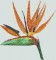 BFC0645 Window-Flamingo Paradise