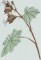 BFC0661 Botanical Prints II