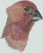 BFC0674 Lovebirds and Finches