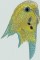 BFC0678 Parakeets and Cockatiels