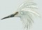 BFC0686 Snowy Egret